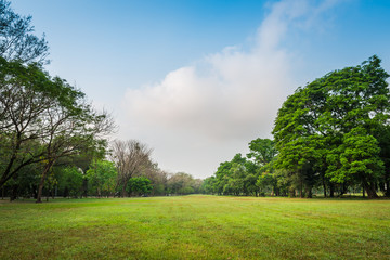Green grass field with tree in Public Park