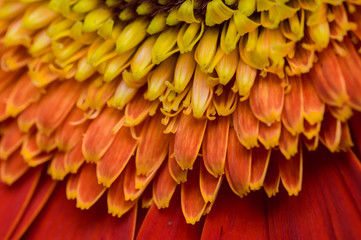 Flower of gerber daisy collection