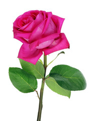 Obraz premium Big perfect pink rose of the variety Big Purple