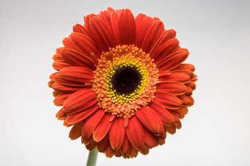 Flower of gerber daisy collection