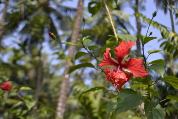 Beautiful flower on a spice plantation in india