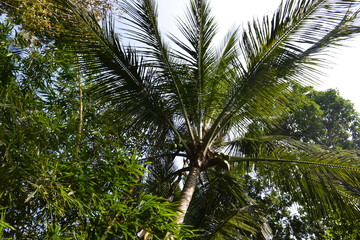 Obraz na płótnie Canvas Coconut palm