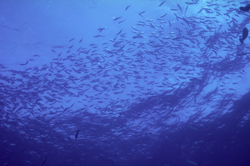 Fototapeta na wymiar 水面と魚群