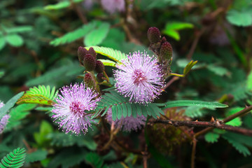 Pink flowers of Mimosa pudica, also called sensitive plant, Sensitive flower