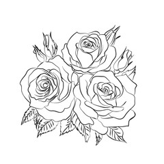 Rose sketch on white background
