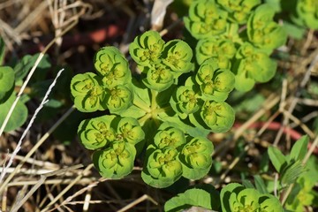 Sun spurge