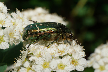 Macro view of the spotted green, shiny beetle of the scaraf Cetonia on white inflorescence