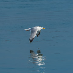 Fototapeta na wymiar White gull flying on sunshine under the sea 