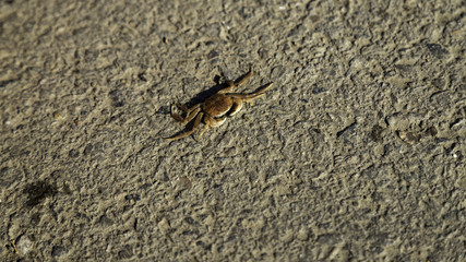 Sea crabs on a breakwater