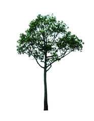 tree isolated cut out on white background with clipping path