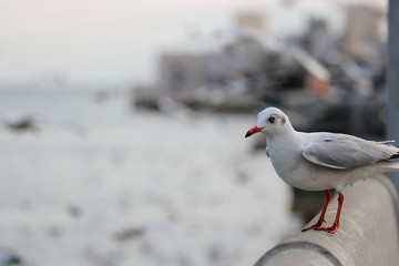 Seagulls standing on stone fence on the seaside ( Science name is Charadriiformes Laridae ). Selective focus and shallow depth of field.