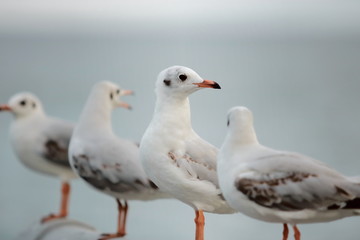 Fototapeta premium Flock of seagulls standing on stone fence on the blue sky ( Science name is Charadriiformes Laridae ). Selective focus and shallow depth of field.