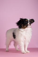 Puppy on a pink background