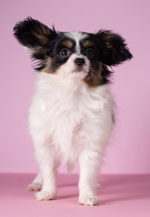 Puppy of papillon breed