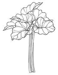 Vector bunch with outline Rhubarb or Rheum vegetable in black isolated on white background. Ornate leaf of Rhubarb bunch in contour style for organic food or medicinal design and coloring book.