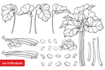 Vector set with outline Rhubarb or Rheum vegetable in black isolated on white background. Contour cut and whole stalk pieces, ornate leaf and Rhubarb bunch for organic food design and coloring book.