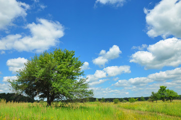 Fototapeta na wymiar Lonely tree in the springtime meadow. A Lonely tree in the blooming meadow with beautiful clouds and landscape.