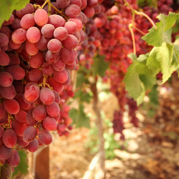 Vineyard landscape with ripe grapes at sunlight.