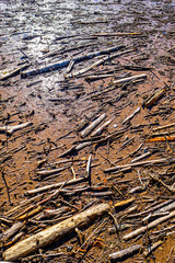 driftwood