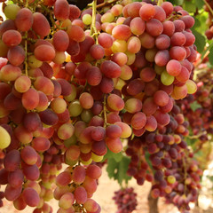 Vineyard landscape with ripe grapes at sunlight.