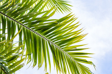 Obraz na płótnie Canvas Palm tree leaves against sky background. Tropical scenery background.