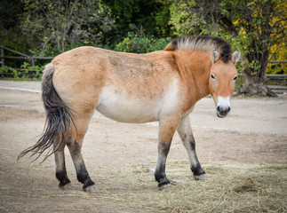 Przewalski horse or Dzungarian horse at zoo. Przewalski horse is a rare and endangered subspecies of wild horse. 