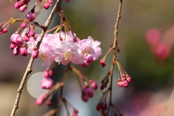 桜の風景
