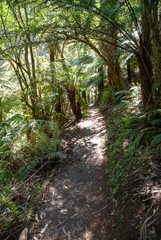 Walking a trail through a forest of  tree ferns