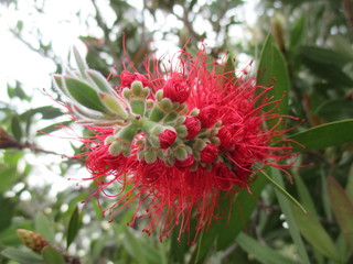 Flor Roja Extraña