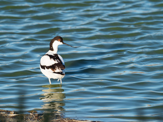Pied Avocet