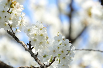 桜の風景