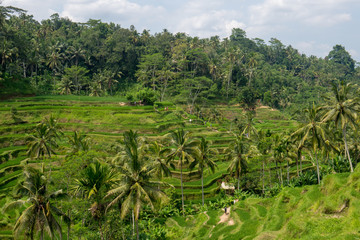 Fototapeta na wymiar Rice terraces near Ubud in Bali