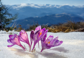 Crocuses blossoming in a mountain valley and snow-covered mountains