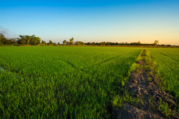 Obraz premium Beautiful green cornfield with sunset sky background.