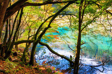 Scenic view of azure lake and mossy tree trunks of autumn forest