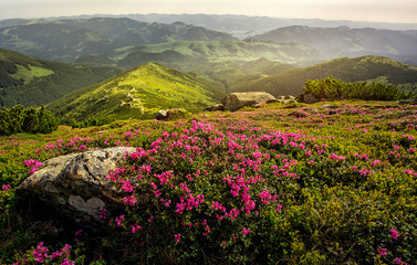 Blooming rhododendrons in the mountains. Summer landscape