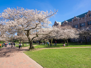 Quad Cherry Blossom