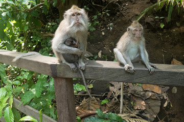 Naklejka na ściany i meble Mother monkey with her baby