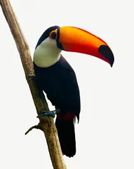 Wall murals Toucan Toucan Toco bird sitting on a branch of tree isolated on white backgrpound. Toco toucan (Ramphastos toco), also known as the common toucan