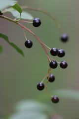  bird-cherry, berry, fruit,  berries