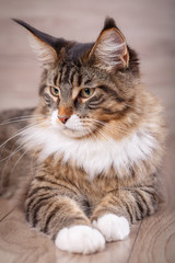 Lazy maine cooncute kitty .