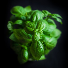 Fresh green basil plant in a pot for healthy cooking over black  background 