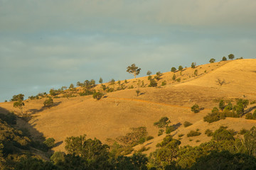 Fototapeta na wymiar Golden hills