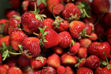Ripe, red strawberries, in the sun.