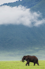 Fototapeta premium Elephant in the crater Ngorongoro against the background of fog. Africa. Tanzania. Ngorongoro National Park.