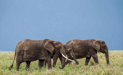 Fototapeta premium Group of elephants in the savannah. Africa. Tanzania. Serengeti National Park .