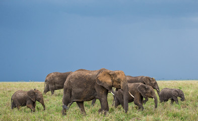 Fototapeta premium Group of elephants in the savannah. Africa. Tanzania. Serengeti National Park .