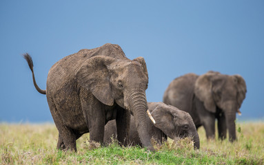 Group of elephants in the savannah. Africa. Tanzania. Serengeti National Park .