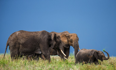 Fototapeta premium Group of elephants in the savannah. Africa. Tanzania. Serengeti National Park .