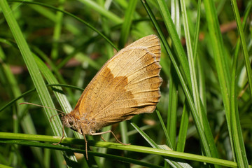 Close-up side view of brown Caucasian butterfly Maniola jurtina